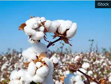 Quality Control for Cotton good for industry, says Aditya Birla Group’s Thomas Varghese