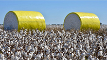 Marketing sustainably grown U.S. cotton